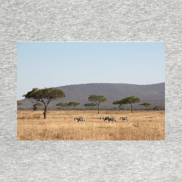 Plains Zebra, in the landscape, Serengeti National Park, Tanzania by Carole-Anne